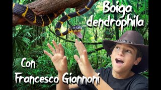 Boiga dendrophila con Francesco Giannoni [upl. by Issirk932]