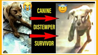 Canine Distemper Survivor  Canine Distemper Signs Treatment amp Prevention CanineDistemper [upl. by Trebbor]