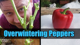 Overwinter Your Pepper Plants  Garden Quickie Episode 25 [upl. by Ploch]