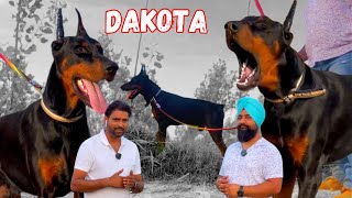 Dakota Doberman Dog Best Gaurd Dog Breed Amrican Doberman Dogs In India Active Dog Breed Doberman [upl. by Yenttirb]