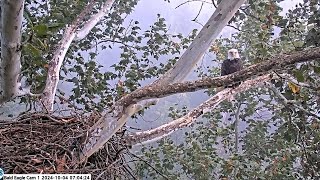 Claire PixCams U S Steel Bald Eagle Camera Live view cam 1  Cam 2 [upl. by Marchall]