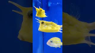 Longhorn Cowfish ปักเป้าเขา เหลือง aquarium sonpapastory [upl. by Bray925]