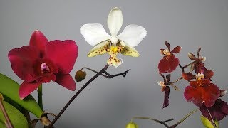 Phal stuartiana Ruby red minicatt and Tolumnia Timelapse [upl. by Old862]