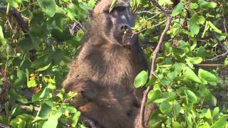 Sound of the African Bushveld Baboons  AFRICAN WILDLIFE [upl. by Allecnirp]