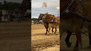 Fremont horse pulls horse belgian drafthorses pulls [upl. by Llenehc399]