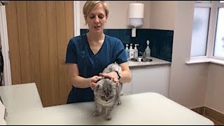 How to apply a spot on cat worming treatment [upl. by Melvina798]