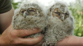 Tawny Owl Ringing Day 🦉 Owl Chicks Sage amp Bramble Get ID Bands  Luna amp Bomber  Robert E Fuller [upl. by Schiff]