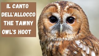 Il canto dellallocco  The Tawny Owls hoot [upl. by Rosemonde495]