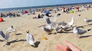 Meeuwen op het strand in Zandvoort [upl. by Avi732]