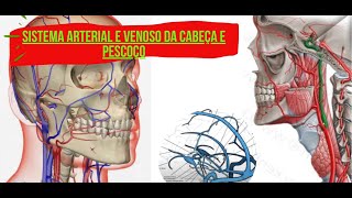 Sistema Arterial e Venoso da Cabeça e Pescoço [upl. by Bicknell]