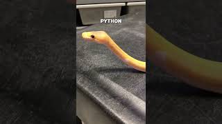 Cute Snake Periscoping shorts [upl. by Woody]