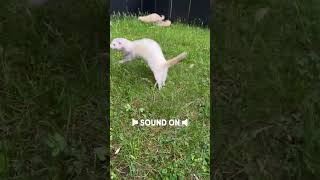 The sound of happy ferrets ferret happypets asmrpets ferretlife [upl. by Boniface]