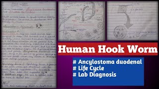 human hookworms  Ancylostoma duodenale and necator americanus [upl. by Tutankhamen]