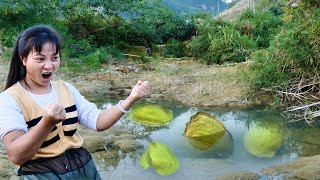 Discovering the confusing golden clam the pearl was very tempting and the girl was excited [upl. by Brigette]