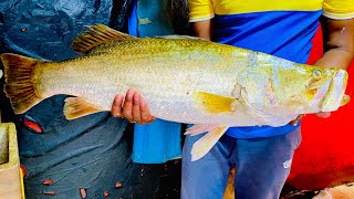 Unbelievable Big Barramundi Fish CuttingFilleting amp Cleaning By Expert Fish Cutter [upl. by Duston]