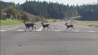 Deer spotted using crosswalk in Coupeville Washington [upl. by Yenots]