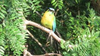 BlueCrowned Motmot in Costa Rica  Exotic Birds of Costa Rica  porqueamoacostaricablogspotcom [upl. by Christie]