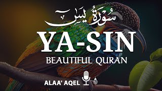 Heart shooting recitation of Surah Yaseen Yasin سورة يس  by Alaa aqel [upl. by Ahsinauj]