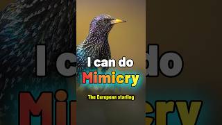 The European Starling A Master of Mimicry and Adaptation [upl. by Fabio]