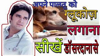 HOW TO ADD GLUCOSE IN UR DOG BY DRGAURAV SARDANA [upl. by Naud]