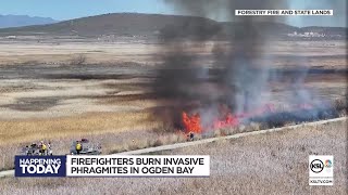 Firefighters burn invasive phragmites in Ogden Bay [upl. by Hurlbut]