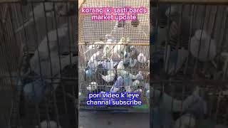 Korangi Sunday bards market birds lovebirds parbluesplitino Owais technicelsadarbazar barid [upl. by Kennedy]