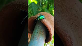 Green Beetles Iridescent Glow🪲shortstrendingviralvideoshortshortvideoytshortsyoutubevideo [upl. by Arreit]