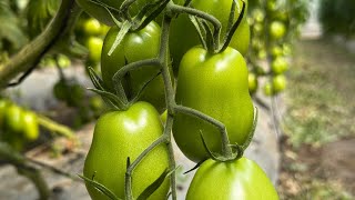 POLINIZACIÓN CON ABEJORROS 🐝 en invernaderos de jitomate 🍅 [upl. by Bass]