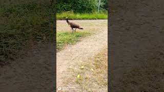 running peahen 🤩🦚😁 birds nature birdwatching animals wildlife indianbirdvideos priniacall [upl. by Aerdnac]