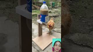 Their hen also educated 😱😱shorts hen education reaction [upl. by Matthiew]