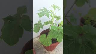 Okra growing in Container  Okra plant  Home Gardening [upl. by Velma585]