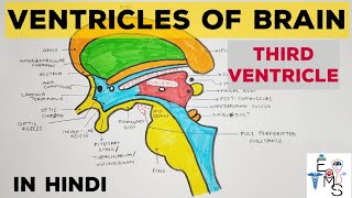 Ventricles of Brain  1  Third Ventricle [upl. by Elonore816]