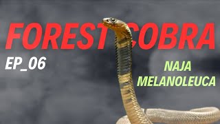 FOREST COBRA Naja melanoleuca COBRASERIES EP06 Blackcobra ramspophioworld [upl. by Kenneth]