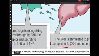 Immunology L15 C12 Phagocytes and cytokines p1 [upl. by Annabal]