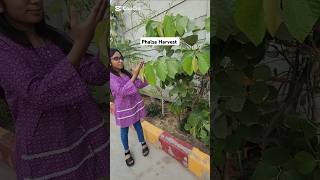 phalsa falsa harvest gardening nature youtubeshorts viralshort trending [upl. by Nnaeiluj]