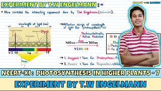 Photosynthesis in Higher Plants Lec 7 Experiment by TW Engelmann Class 11 NEET Harishu [upl. by Orabel121]