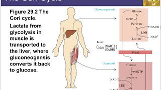 Chapter 29 Lecture  Biosynthetic Pathways [upl. by Norit]