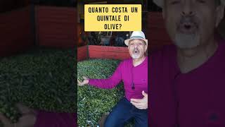 Ecco quanto costa un quintale di olive dal nord al Sud [upl. by Reld723]