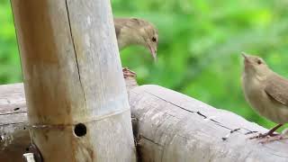 Serpiente Lora SatinadaLeptophis depressirostrisvs Cucarachero ComúnHouse WrenTroglodytes aedon [upl. by Ahsennek]