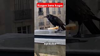 Ah birde konuşabilse Kuzgun neler diyecek dublaj [upl. by Kamaria]