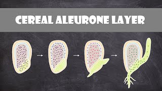 Role of Gibberellin in Germination Cereal Aleurone Layer  Plant Biology [upl. by Ellesig]