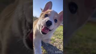 Cute dog in Tamil song WhatsApp status ☺️💗🥰💞 [upl. by Pollack]