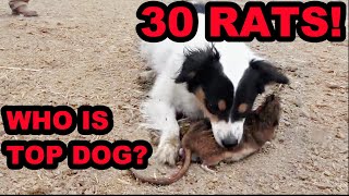 Mink and Dogs DESTROY 30 RATS [upl. by Mortie921]