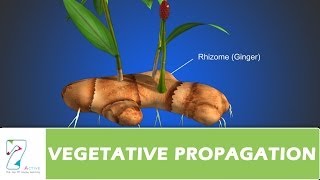 VEGETATIVE PROPAGATION [upl. by Stoddart]