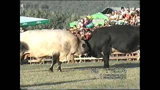 Bullfighting KORIDA NAJBOLJE BORBE 2004 PART 4 [upl. by Parthena]