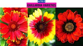 Gaillardia Varieties A to Z [upl. by Rraval]