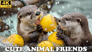 Cute Otter 4K 60 FPS  Learn About Otters The Worlds Smartest and Adorable Animals Nature Sounds [upl. by Anhcar]