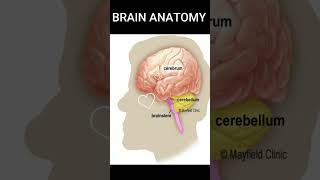 BRAIN ANATOMY [upl. by Eiramrebma]