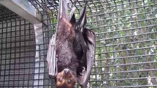 Baby bat plays peek a boo from under mums wing [upl. by Adnuhsat762]