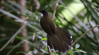 Eastern Whipbird at Noosa Botanic Gardens Jul 2024 [upl. by Buchbinder596]